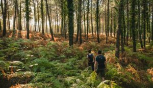 ¿SABES QUE SON LOS BAÑOS DE BOSQUE?