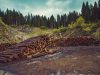 El impacto de la deforestación en el cambio climático