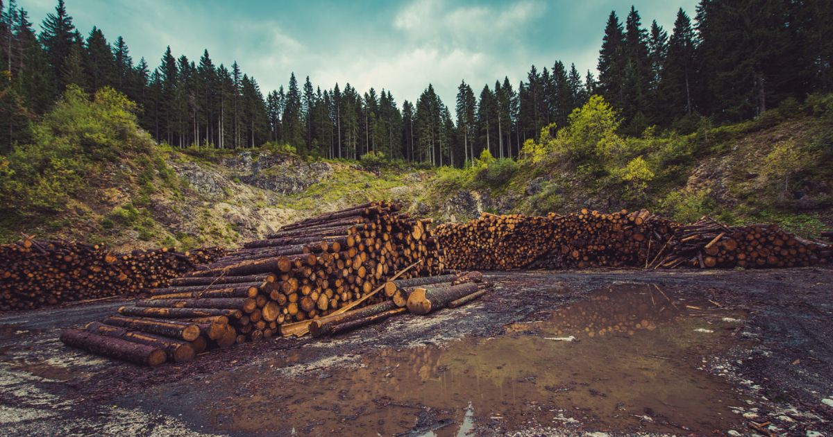 El impacto de la deforestación en el cambio climático