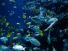La biodiversidad marina