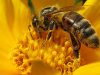 Las Abejas y su Rol en la Polinización