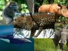 biodiversidadLa biodiversidad en peligro