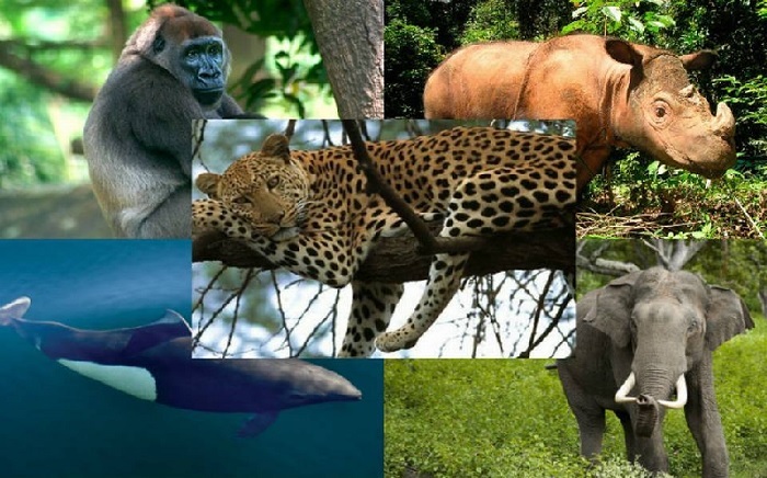 La biodiversidad en peligro