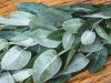Beneficios del eucalipto para la salud respiratoria